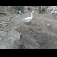 غاز نر فروشی|حیوانات مزرعه|سنگدوین, |دیوار