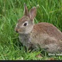 خرگوش و جوجه خرگوش