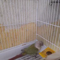 گرینچیک|پرنده|میناب, |دیوار