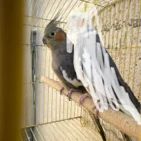 عروس هلندی ماده بالغ کارداده