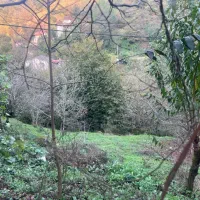 زمین ویلایی دربهارستان پشت باغ حافظ|فروش زمین و ملک کلنگی|آستارا, |دیوار