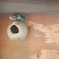 طوطی برزیلی