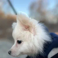 پامر خرسی شناسنامه دار