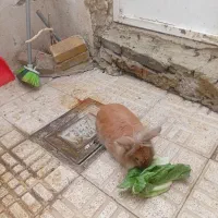 خرگوش تپول|موش و خرگوش|ارومیه, |دیوار