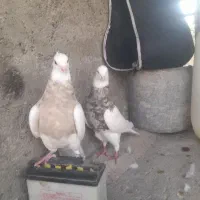 طوقی