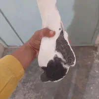 کبوتر|پرنده|قائن, |دیوار