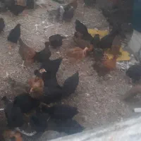 نیمچه ۴ماهه