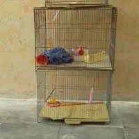 قفس