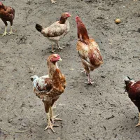 خروس دورگه لاری برای مولد جوجه کشی|حیوانات مزرعه|هادی شهر, |دیوار