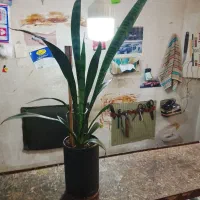 گل سانسوریا|گل و گیاه طبیعی|تهران, امین حضور|دیوار