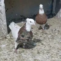 طوقی کفتر کبوتر