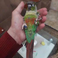 گرنچیک فول اهلی