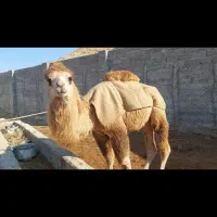 شتر   مایا|حیوانات مزرعه|تهران, پارک شهر|دیوار