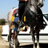 اسب عرب بسیار سردمگیر