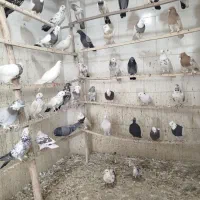 پنجاه عدد کبوتر|پرنده|پیر بکران, |دیوار