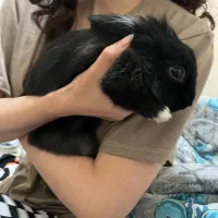 واگذاری خرگوش