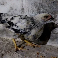 جوجه و نیمچه مرغ و خروس محلی|حیوانات مزرعه|آمل, |دیوار