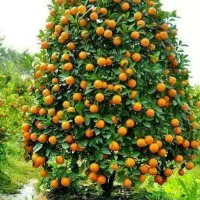 پرتقال عمده