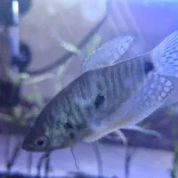 کت سیامی|ماهی|مشهد, نیروی هوایی|دیوار