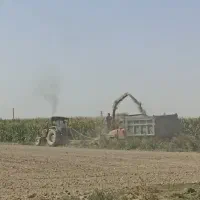 اجاره چاپر برداشت ذرت. بلال