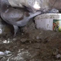 کفتر فروشی|پرنده|تایباد, |دیوار