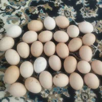تخم مرغ طبیعی
