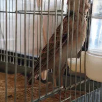 قناری شیرازی دهن دار