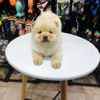 توله چاوچاو Chow chow Original