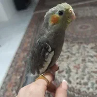 جوجه عروس هلندی