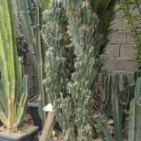 کاکتوس پریانوس و صخره ای