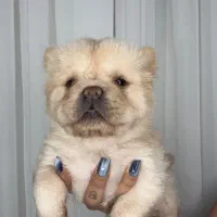 واگذاری توله چاو چاو