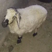 گوسفند جری