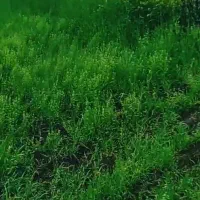 کشاورز افغان میخوایم روزی 2ت
