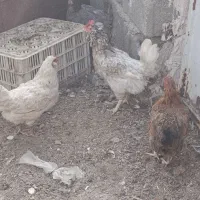 بقلمون .مرغ گلین .طوسی چناران .|حیوانات مزرعه|مشهد, امیریه|دیوار