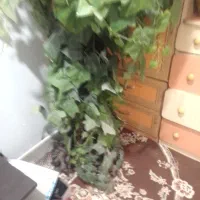 درختچه|گل مصنوعی|اهواز, کوی مهدیس|دیوار