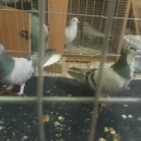 کبوتر|پرنده|اصفهان, دارک|دیوار