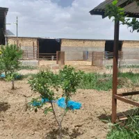 ویلا و گاوداری با مجوز ۴۹ راس گوشتی|فروش دفتر صنعتی، کشاورزی، تجاری|شال, |دیوار