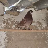 کفتر پرشی انگلیسی