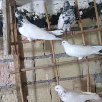 کبوتر ۱۰۰