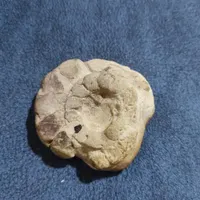 فسیل
