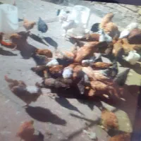 جوجه