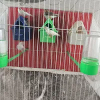 فنچ با وسایل|پرنده|مشهد, شهید علی محمدی|دیوار