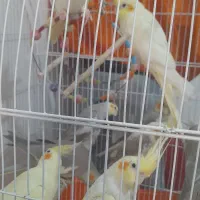 عروس هلندی|پرنده|شاهدشهر, |دیوار