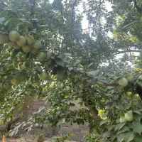 ۱۰۰۰ متر باغ چهاردیوار میدان نماز راشبر|فروش خانه و ویلا|شهریار, رضی آباد پایین|دیوار