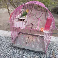 طوطی برزیلی|پرنده|جیرفت, |دیوار