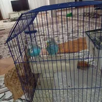 یک جفت مرغ عشق