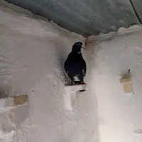 فروشی خریدار تماس