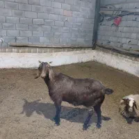 باسلام|حیوانات مزرعه|خانمیرزا, |دیوار