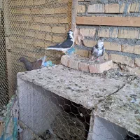 کبوتر ماده پرشی|پرنده|تربت‌حیدریه, بالا ولایت|دیوار