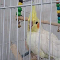 عروس هلندی نر